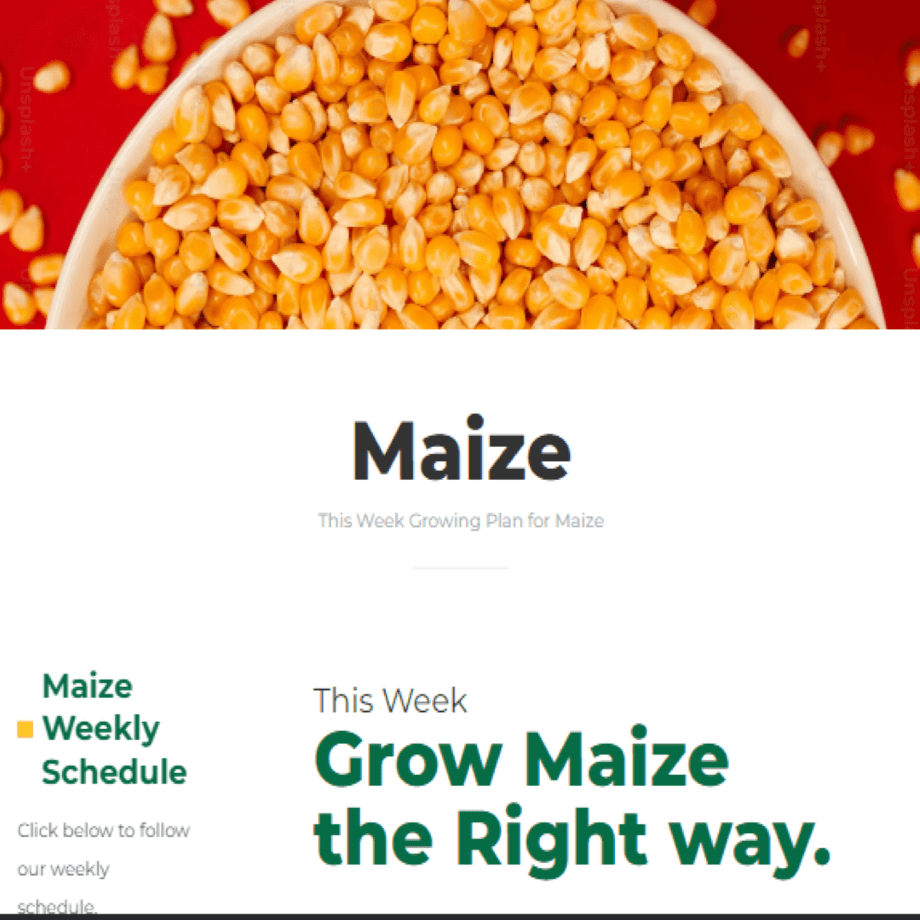 Maize